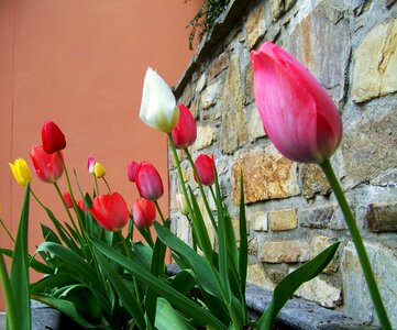 Tulips spring flower onion flower