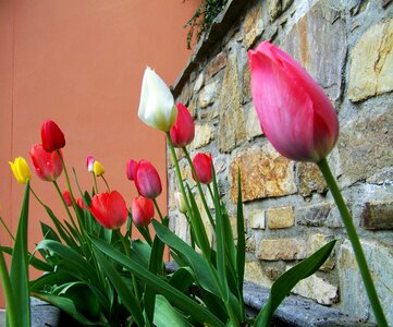 Tulips spring flower onion flower photo