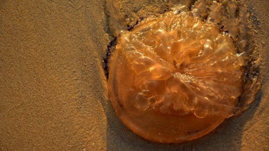 Sand evening photo