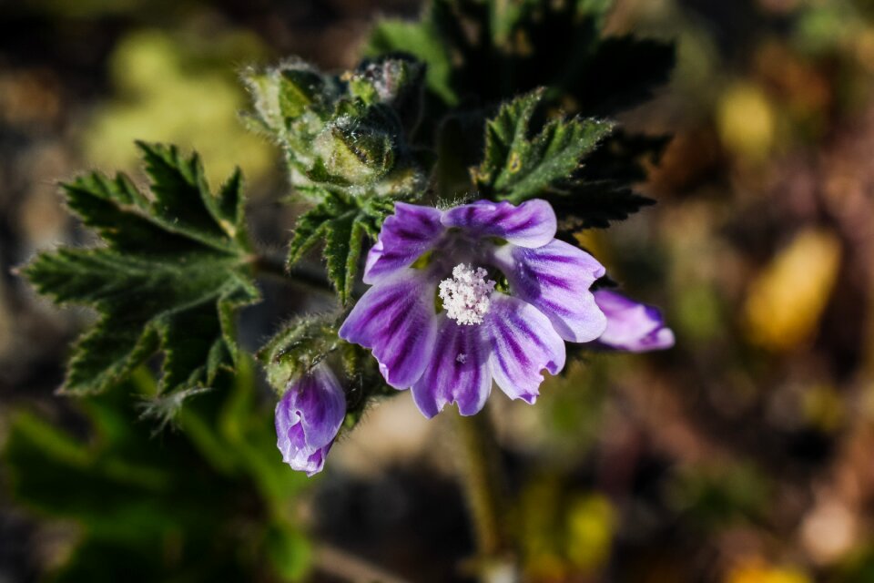 Flora blossom petal