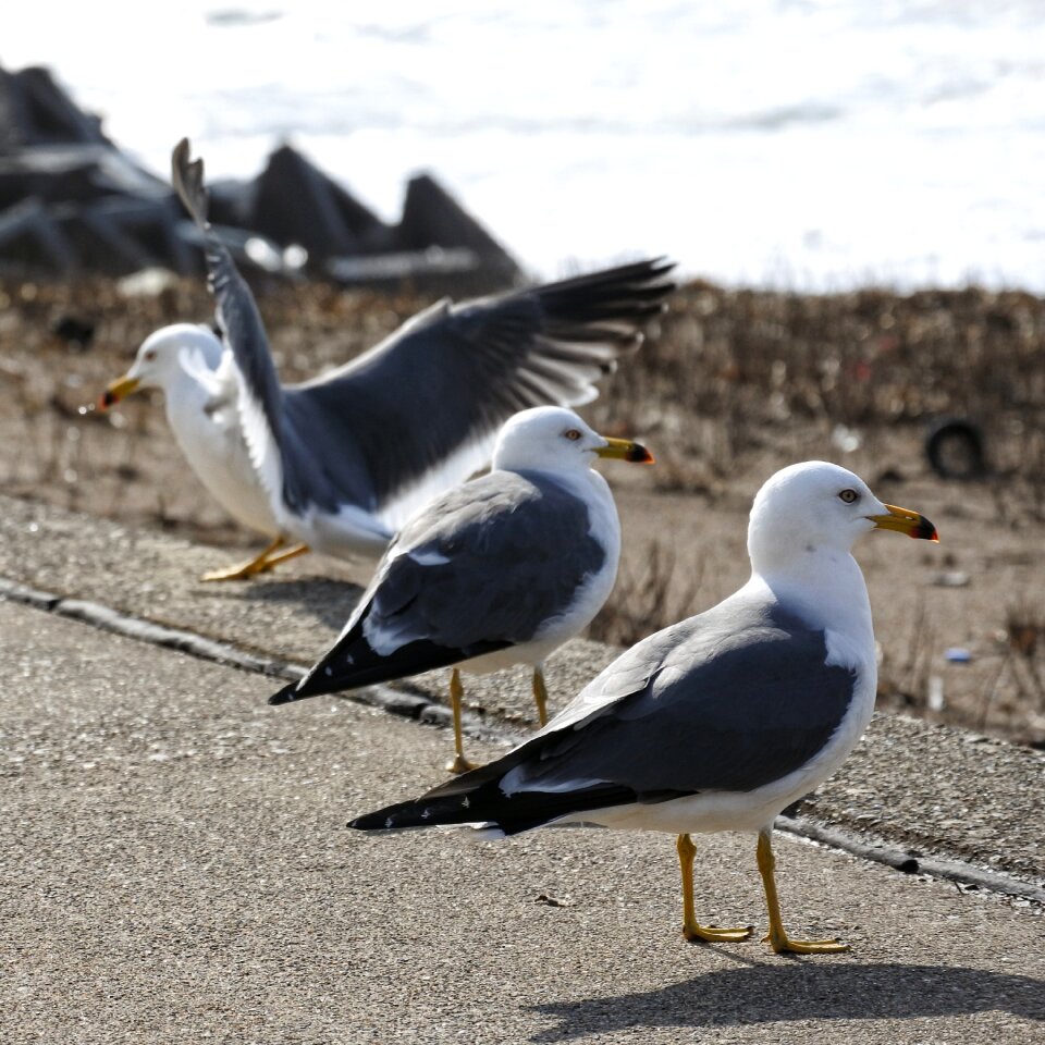 Promenade sea gull seagull