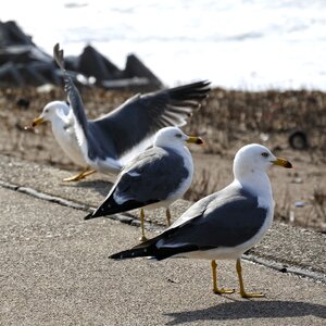Promenade sea gull seagull photo