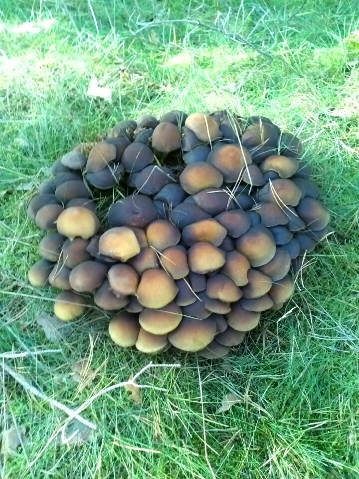 Mushroom mushrooms forest