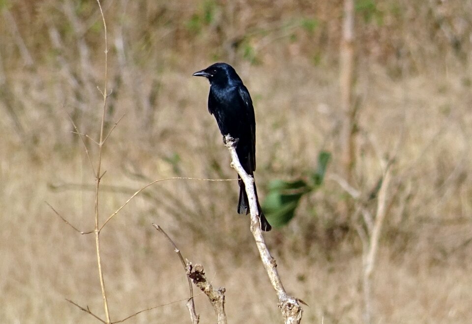 Dicruridae avian king crow