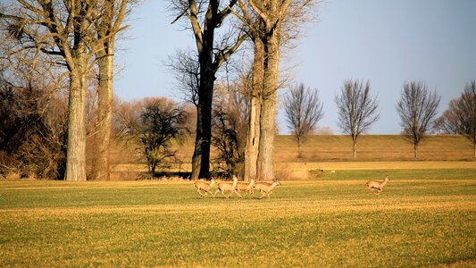 Deer fallow deer morgenstimmung