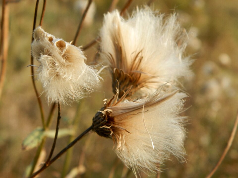 Thistle dry thistle nature
