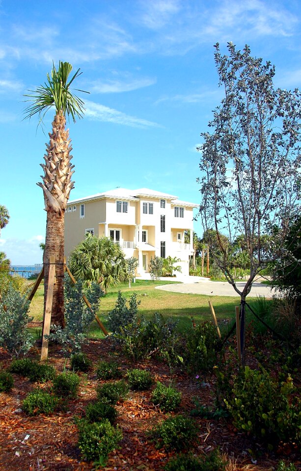 Palm trees landscape luxury