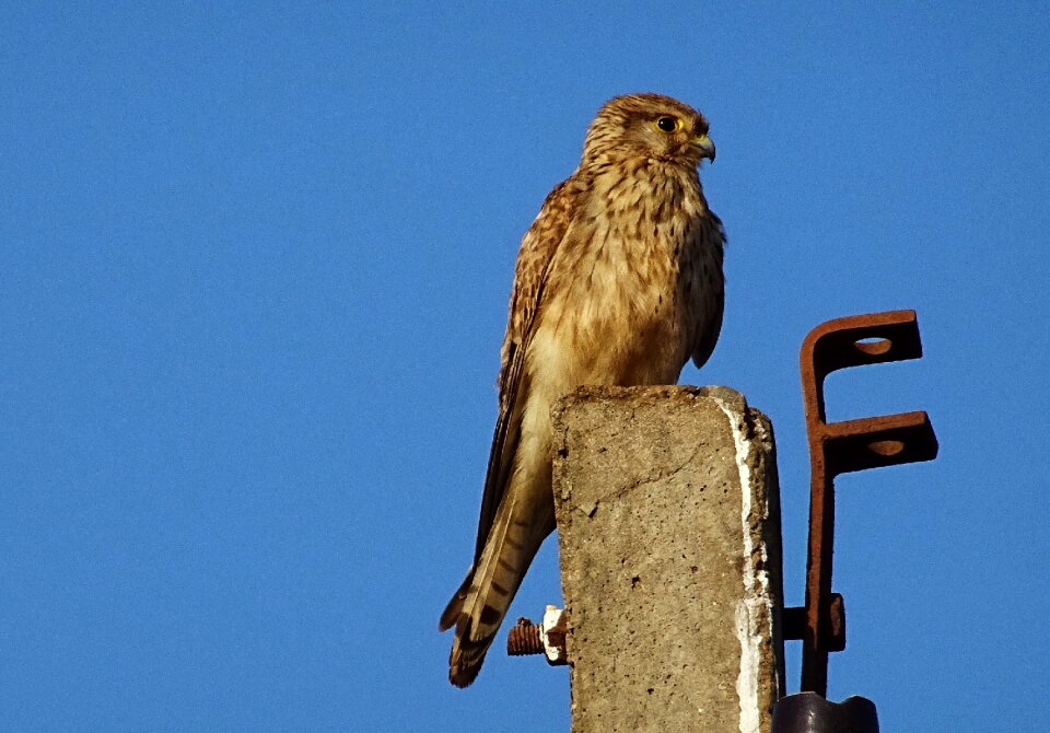 Predator common kestrel female