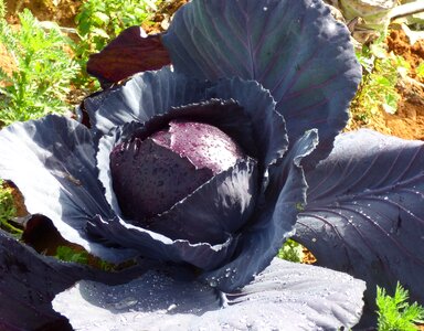 Vegetable fresh purple