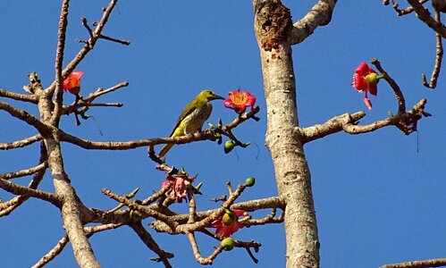 Shimul bombax ceiba cotton tree photo