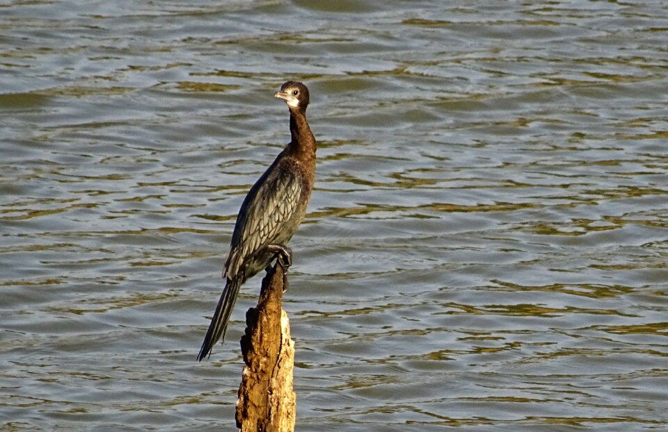 Microcarbo niger nature wildlife