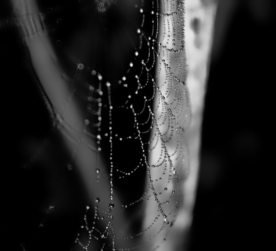 Dew morning summer