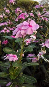 Nature pink shrubs flowers