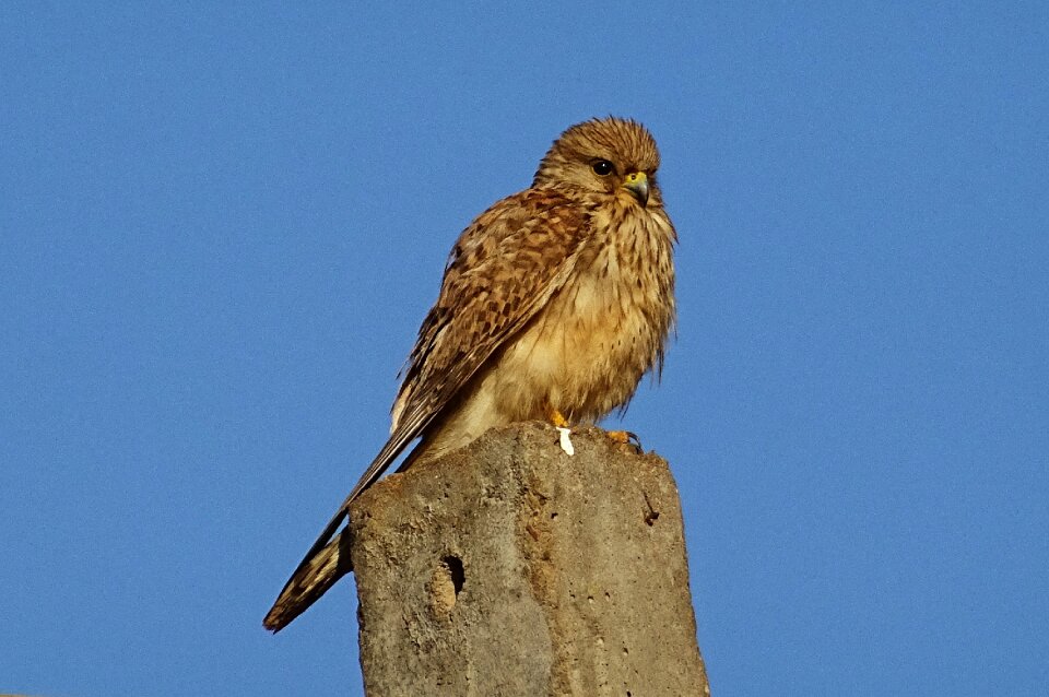 Predator common kestrel female