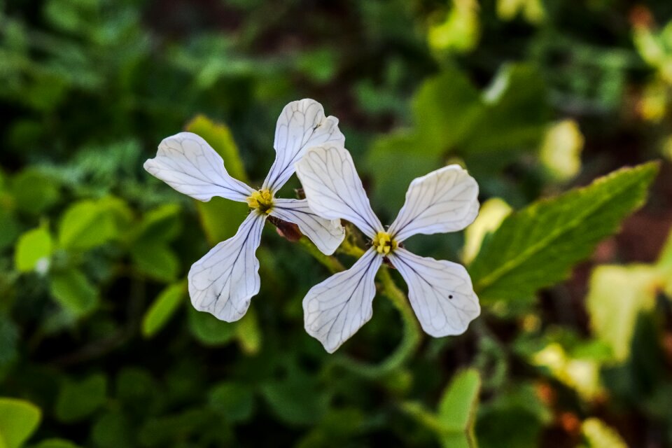 Meadow bloom petal