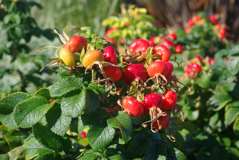 Seasonal rustic nature