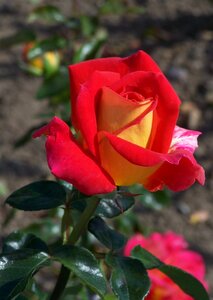 Plant red rose garden rose photo