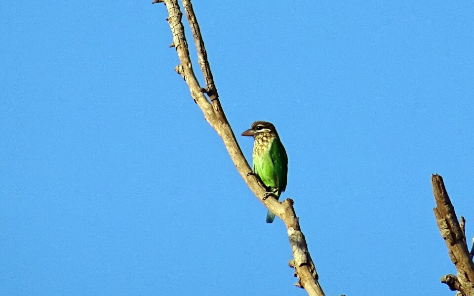 Small green barbet psilopogon viridis western ghats