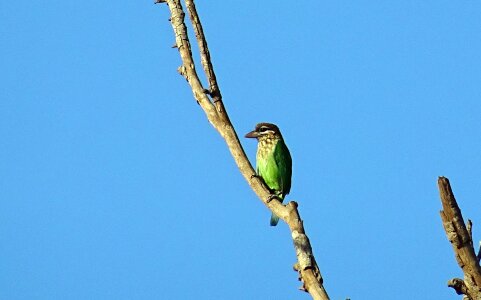 Small green barbet psilopogon viridis western ghats