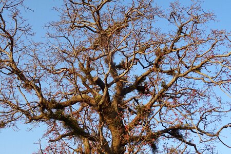 Cotton tree red silk-cotton red cotton tree photo