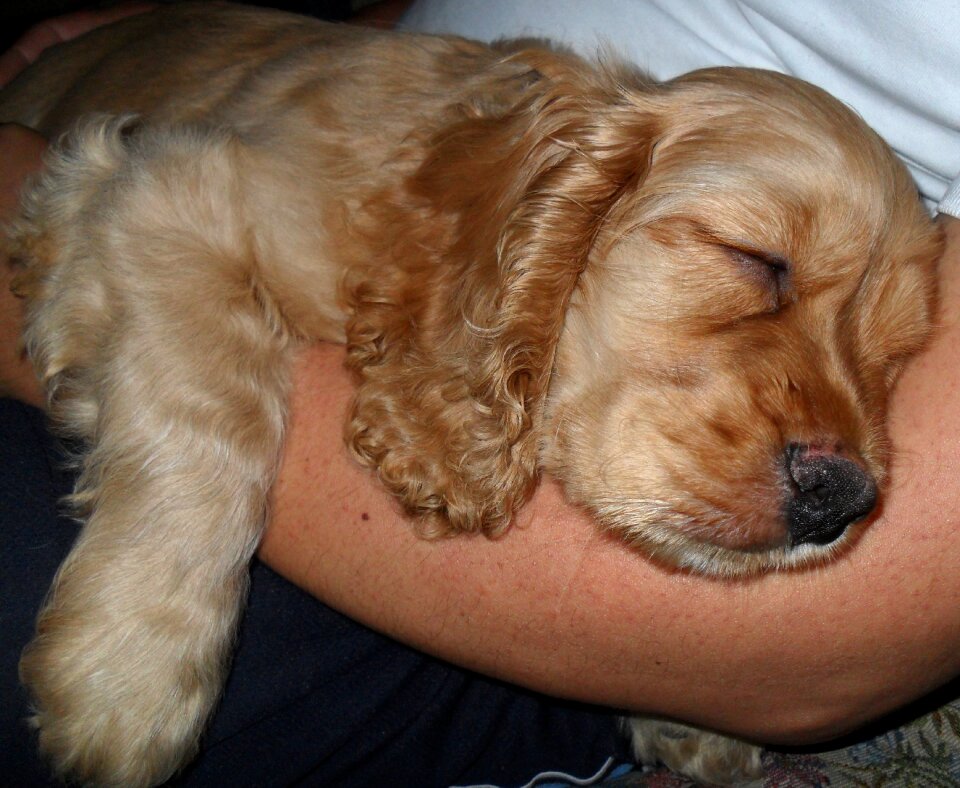 Duke sweet dream laid back