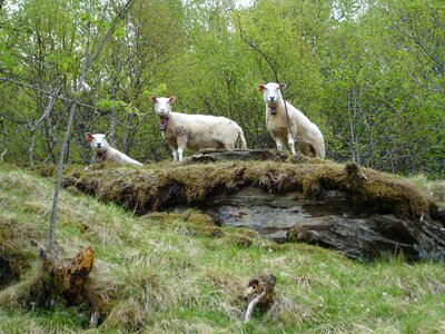 Forest summer animals