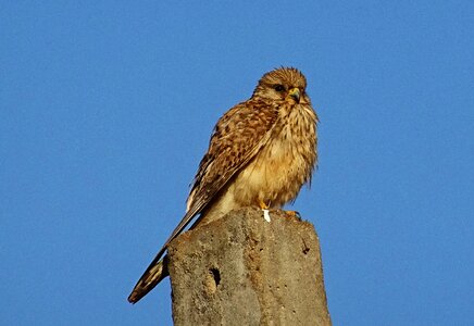 Predator common kestrel female