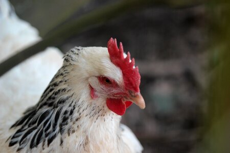 Black and white plumage freiland chicken photo