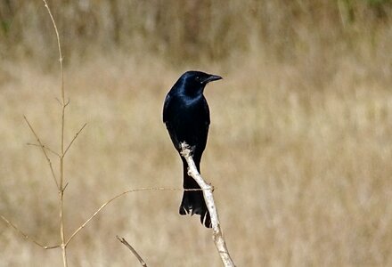 Dicruridae avian king crow