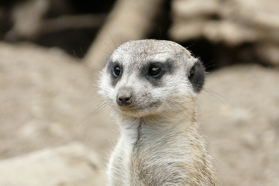 Meerkat zoo animal