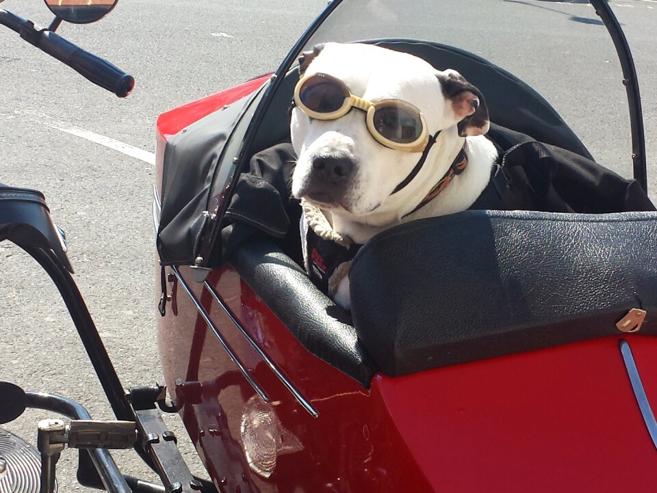 Vintage funny pet