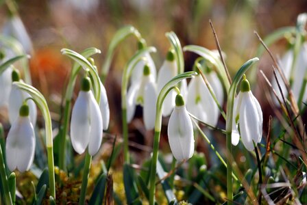 Garden nature spring