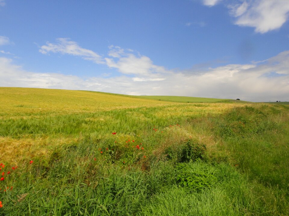 Nature sky green