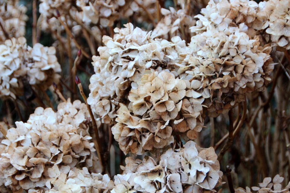 Garden withered bush