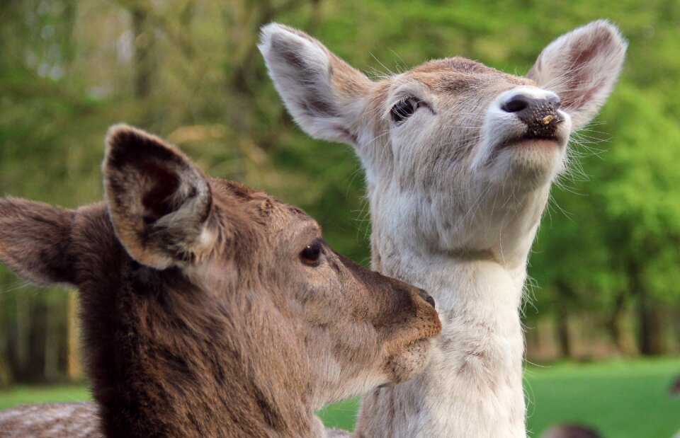 Deer animals mammals