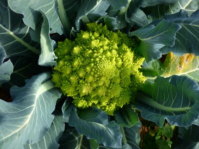 Cabbage food organic photo
