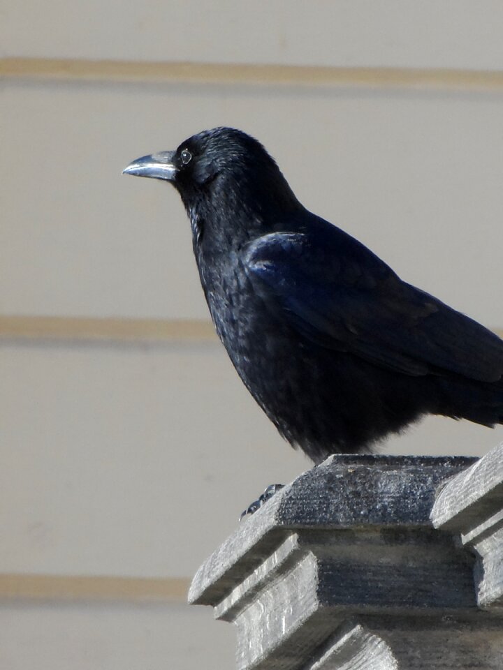 Songbird rook sparrow bird