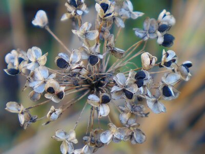 Seeds wild flower nature
