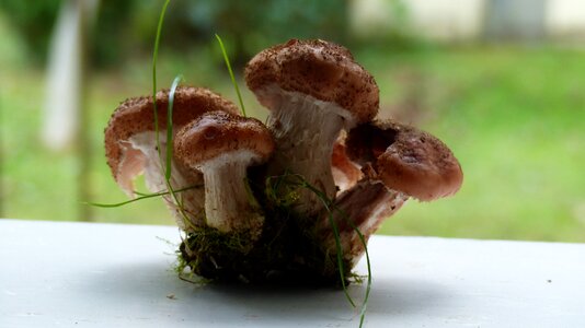 Mushrooms rodinka found