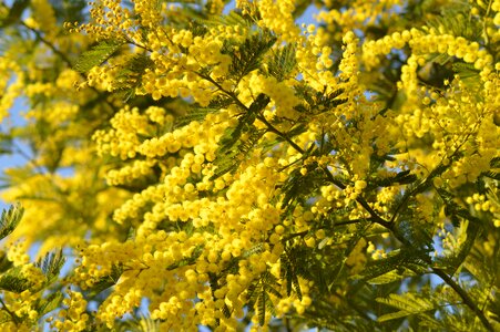 Yellow flower nature provence
