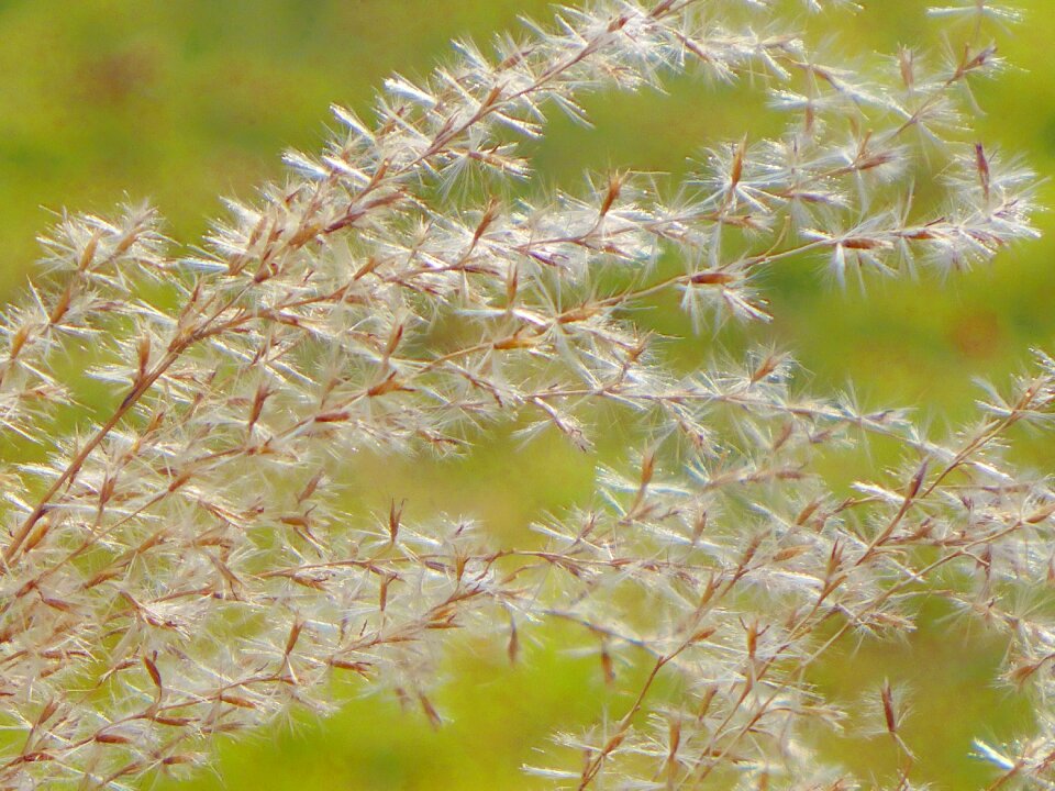 Plant grasses close up