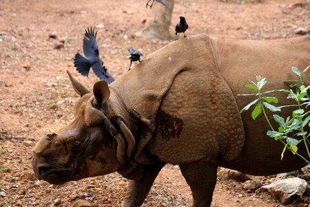 Rhino wildlife safari photo