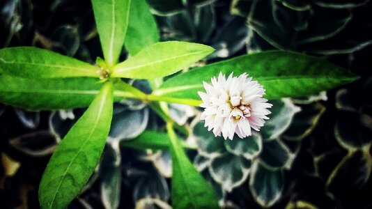 Shrubs chrysanthemum roadside