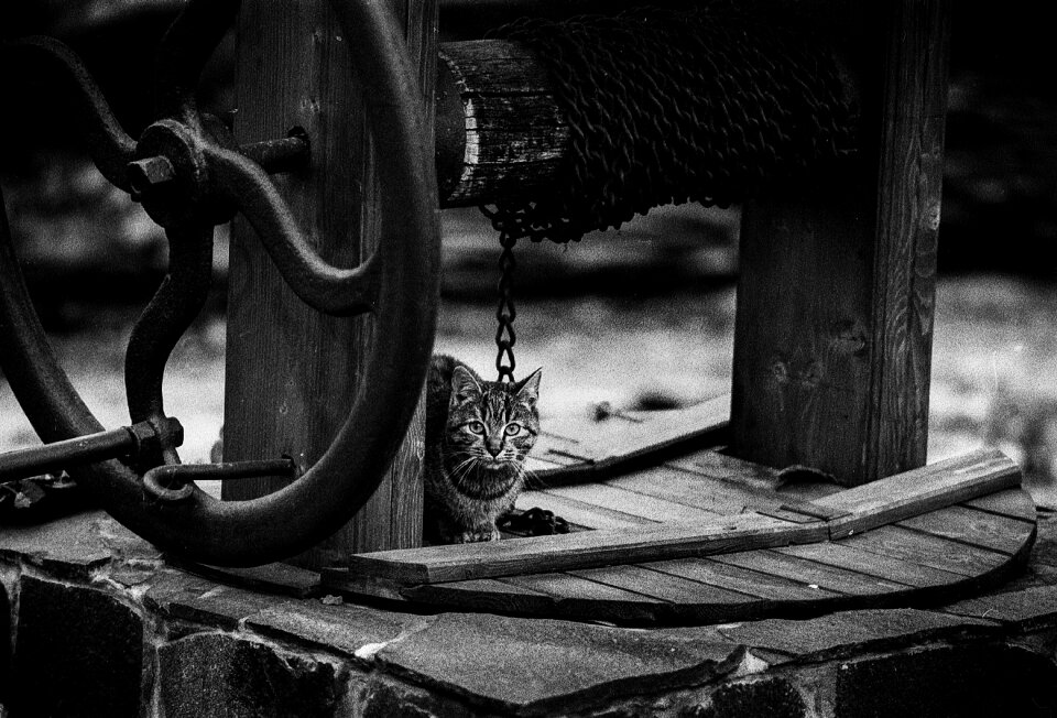 Kitten domestic portrait
