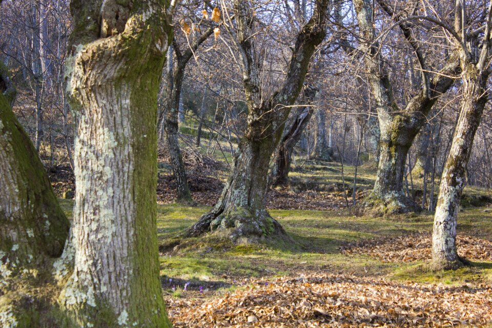 Mountain nature trees
