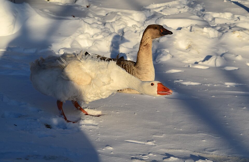 Outdoors bird winter
