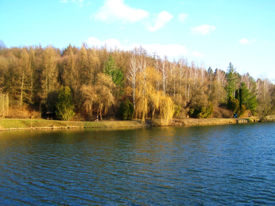 Forest nature landscape