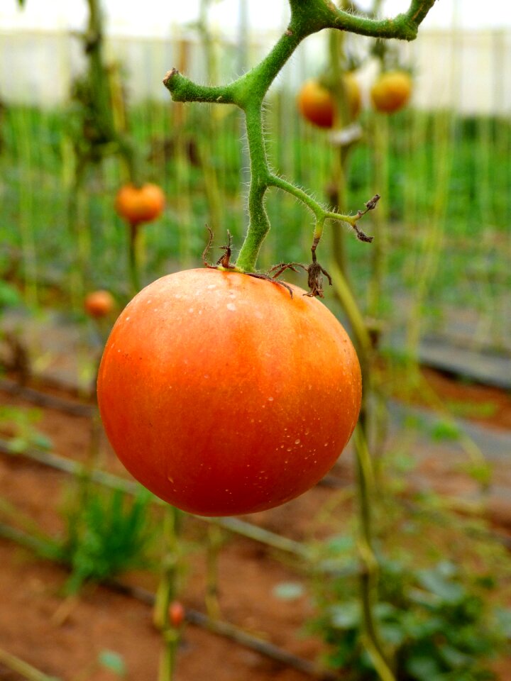 Organic vegetable agriculture