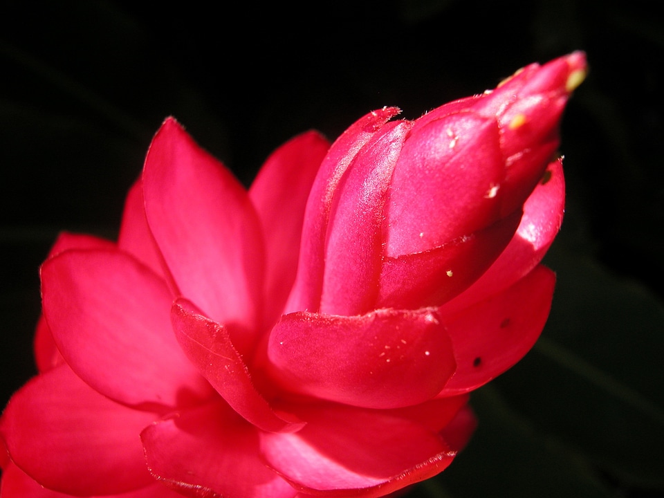 Floral plant natural