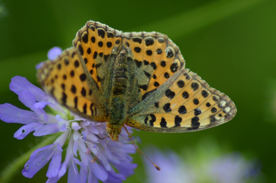Flowers on flowers wings open